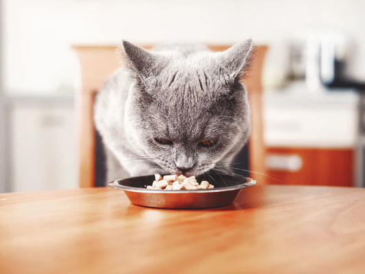 A Guide to Cat Nutrition
