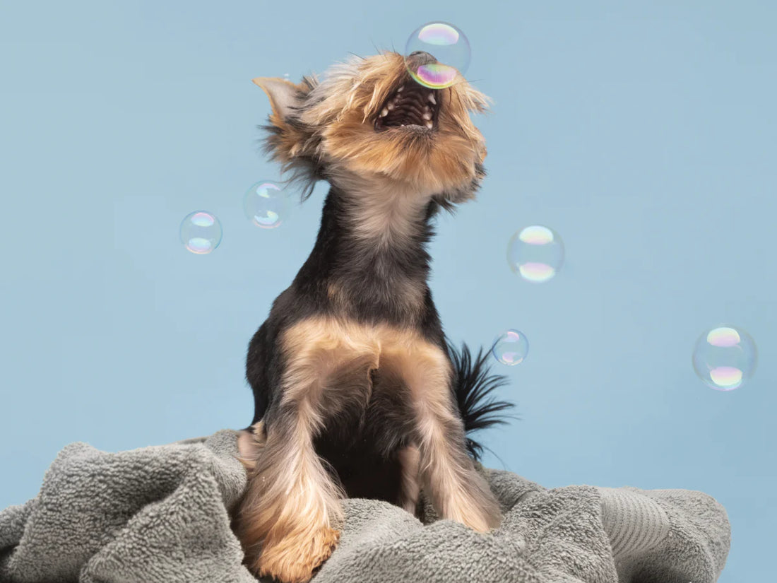 A Guide to Dog Grooming: Keeping Your Pup Looking & Feeling Their Best