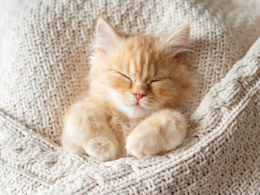 A Guide to Kitten Nutrition: Everything You Need to Know
