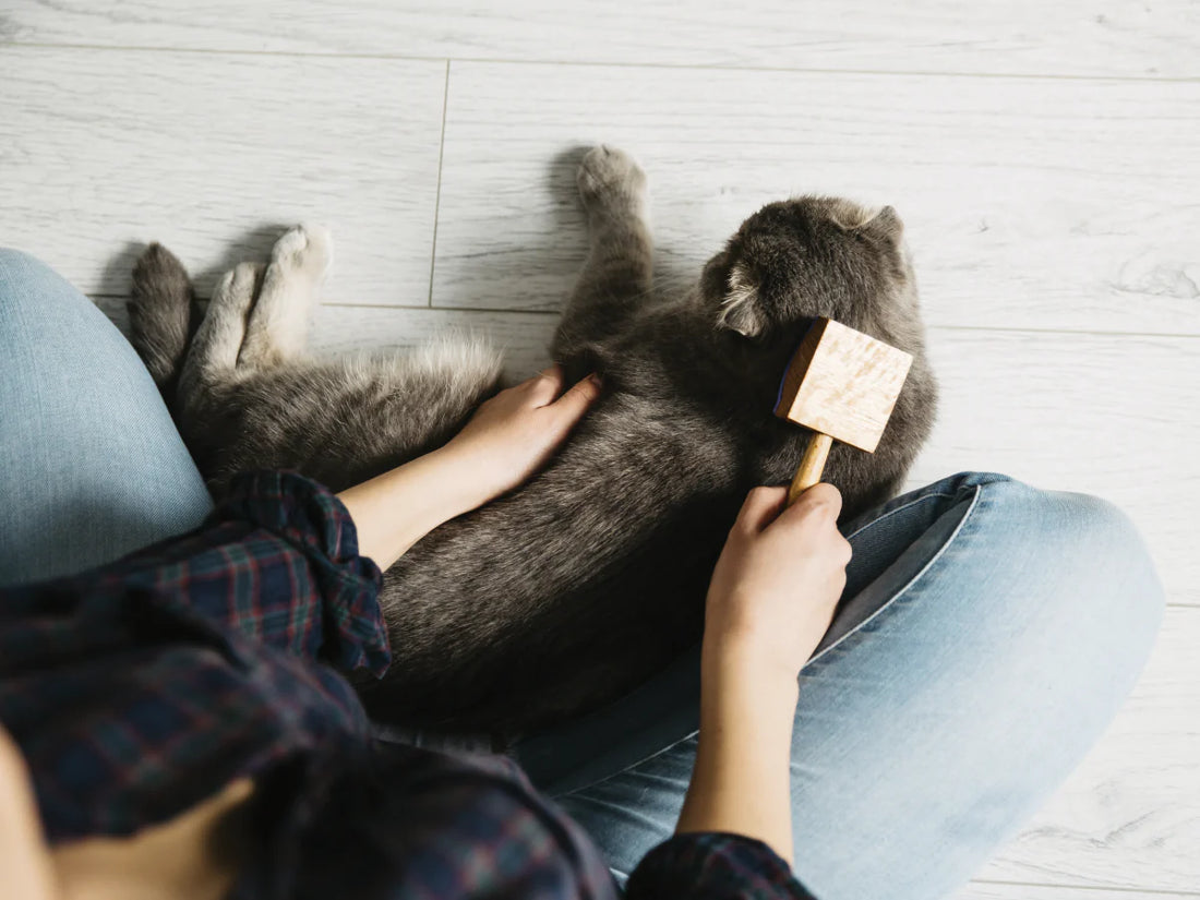 Cat Grooming: Keeping Your Feline Friend Clean and Healthy