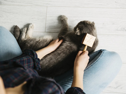 Cat Grooming: Keeping Your Feline Friend Clean and Healthy