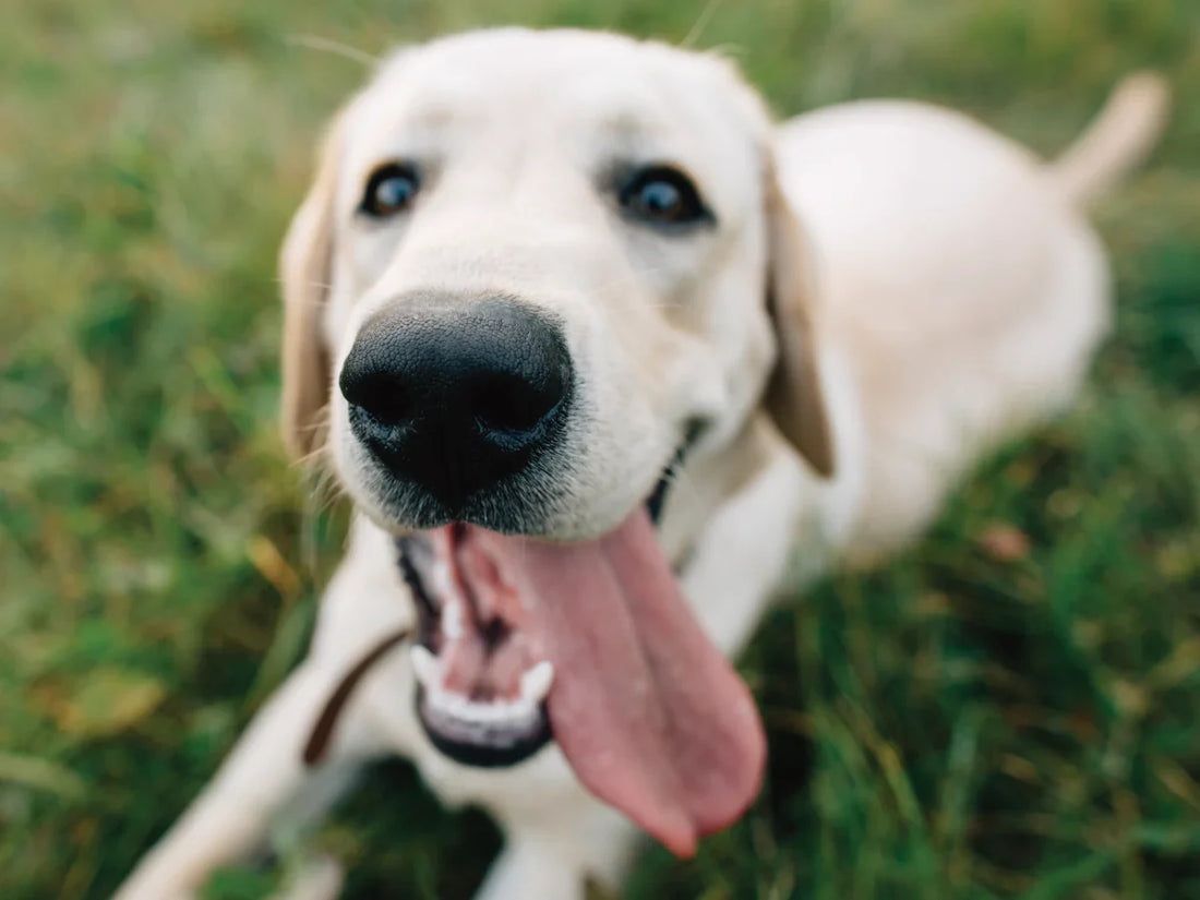 Dog Healthcare: Keeping Your Pup Happy & Healthy