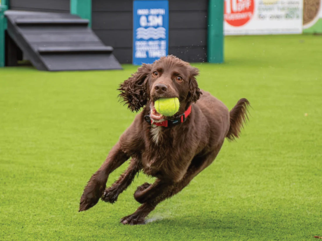 Dog Training & Enrichment: The Key to a Happy, Well-Behaved Pup