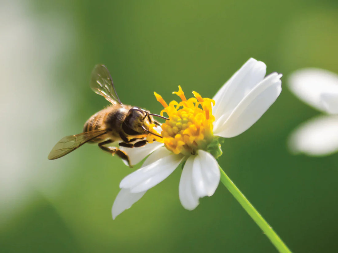 Encouraging Pollinators and Beneficial Insects in Your Garden