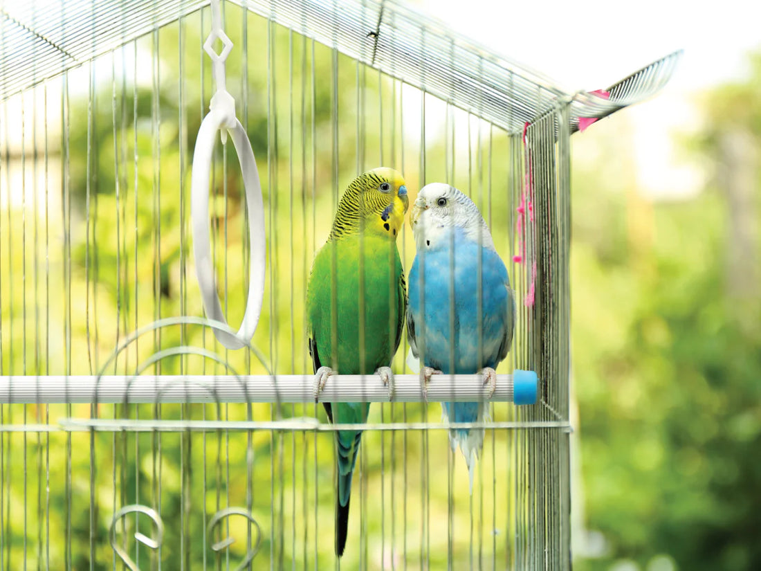 Enrichment and Treats for Cage & Aviary Birds: Enhancing Your Bird's Life with Fun and Healthy Options