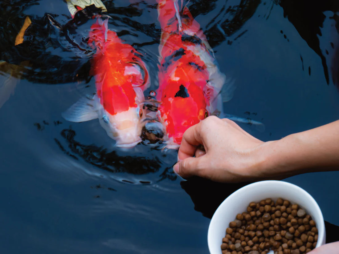 Essential Nutrition for Pond and Tank Fish