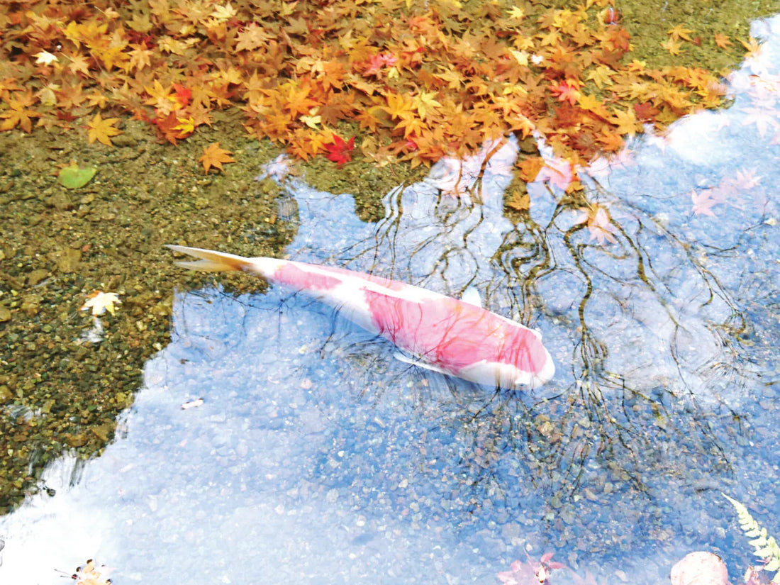 Feeding Pond Fish in Different Seasons in the UK