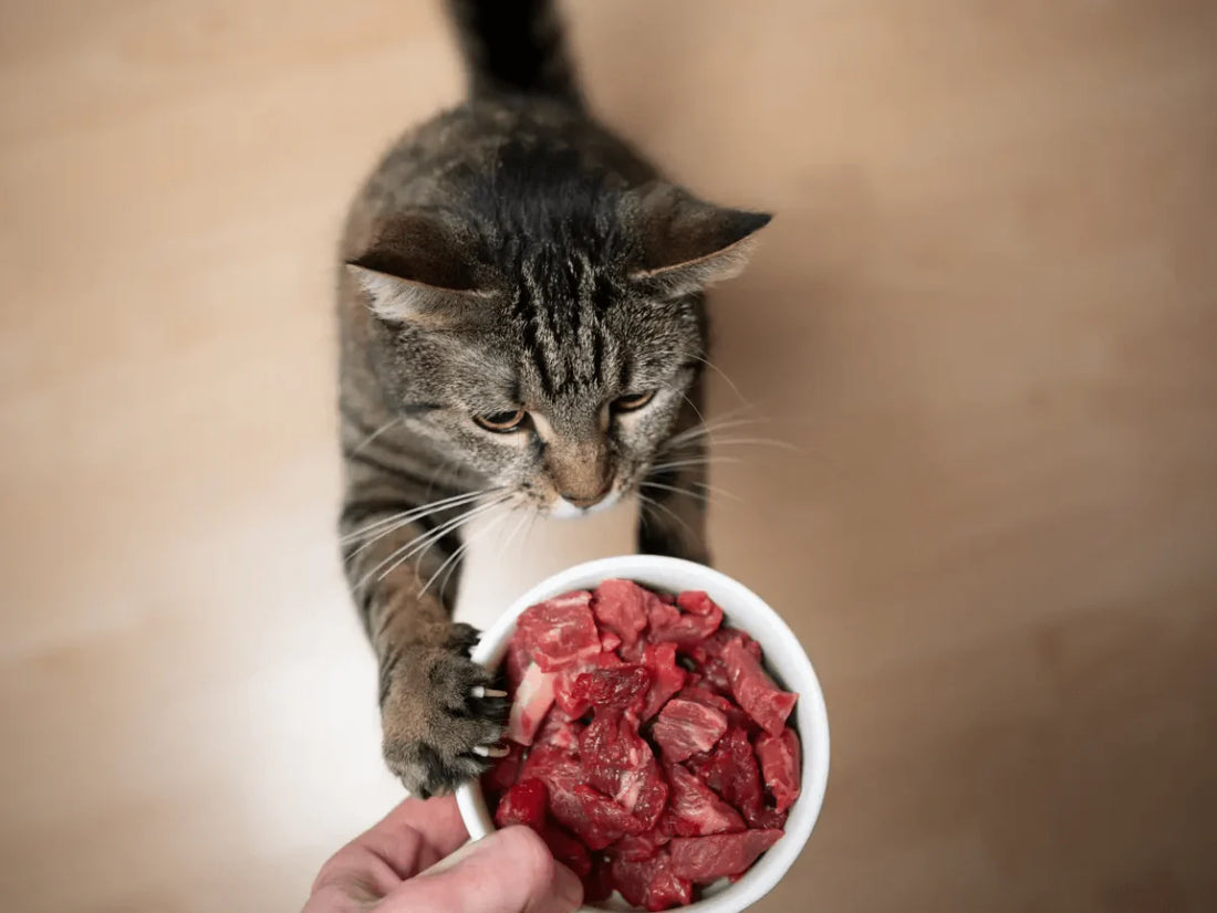 Feeding Raw Cat Food: Understanding the BARF Diet