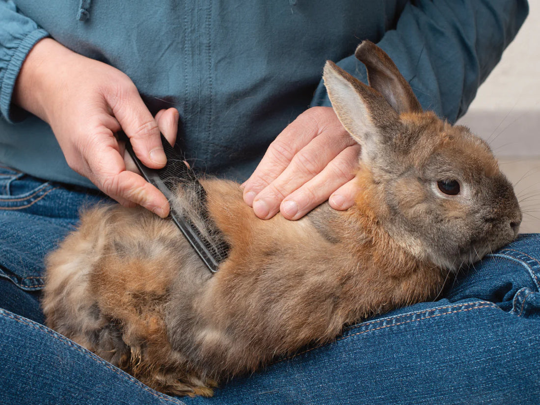 Grooming Guide for Small Animals: Keeping Your Pet Clean & Healthy