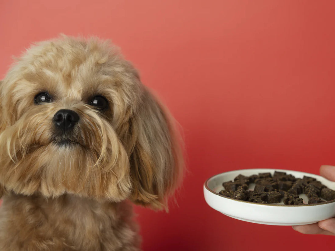 Guide to Puppy Nutrition: Giving Your Pup the Best Start in Life