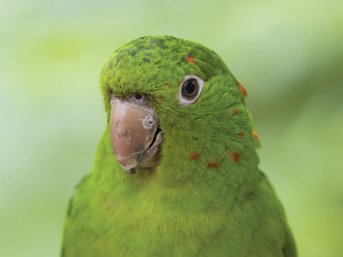 Healthcare for Cage and Aviary Birds: A Guide to Keeping Your Feathered Friends Healthy