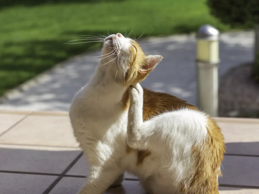 How to Spot and Manage Food Allergies in Cats