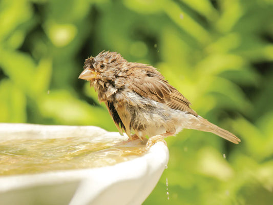 Hydration for Wild Birds: Why Water Matters as Much as Food