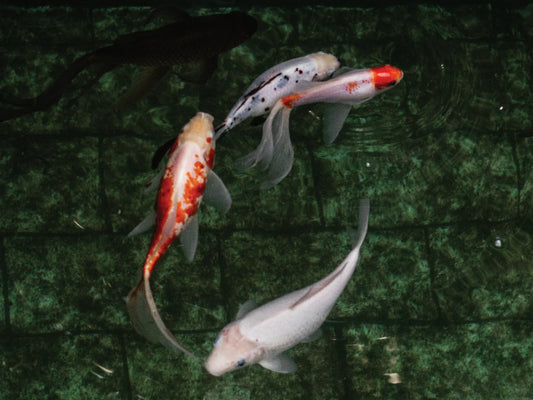 Maintaining Good Water Quality for Healthy Pond Fish