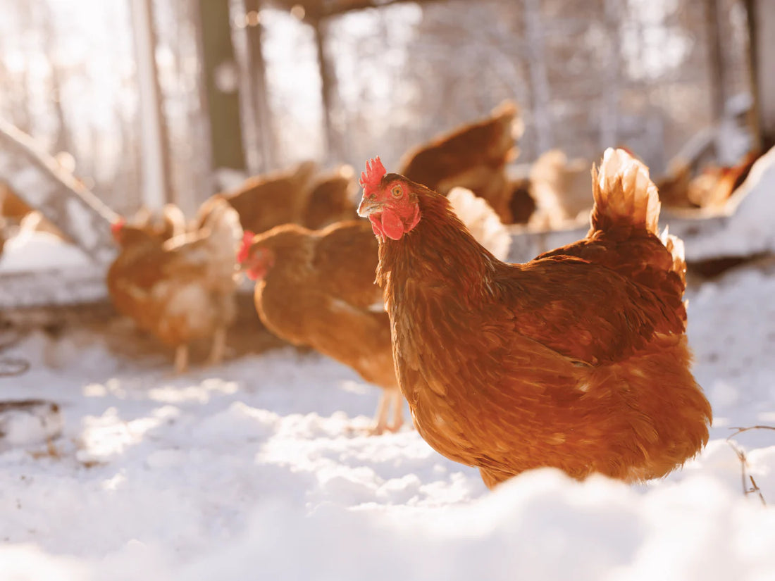 Seasonal Feeding: Essential Tips for Poultry Care Year-Round