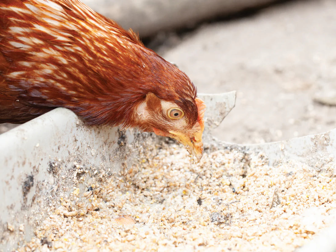 Poultry Supplements: Supporting the Health and Well-Being of Your Flock