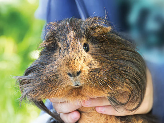 Preventing Obesity in Small Animals