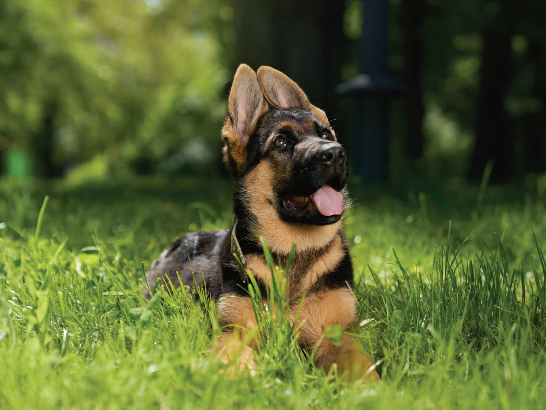 Puppy Guide: Everything You Need to Know