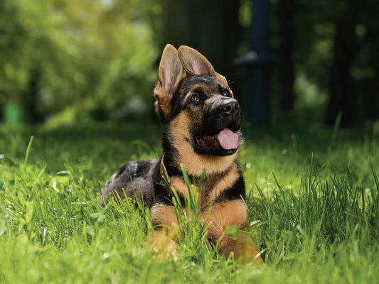 Puppy Guide: Everything You Need to Know