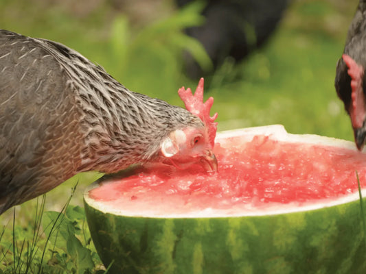 Safe and Unsafe Foods for Poultry: What Treats Are Okay?