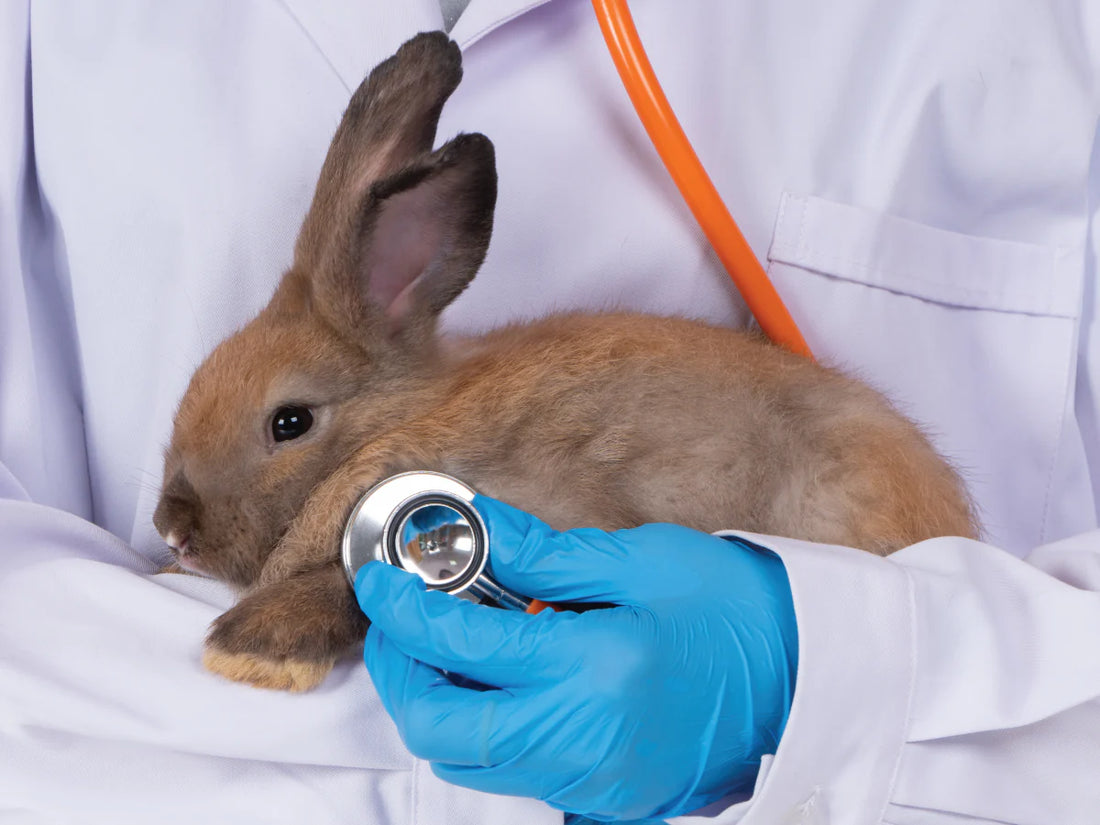 Small Animal Healthcare: Keeping Your Pet Happy & Healthy