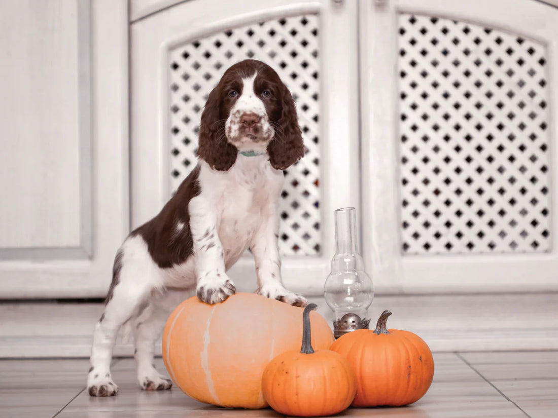 The Benefits of Feeding Pumpkin to Pets