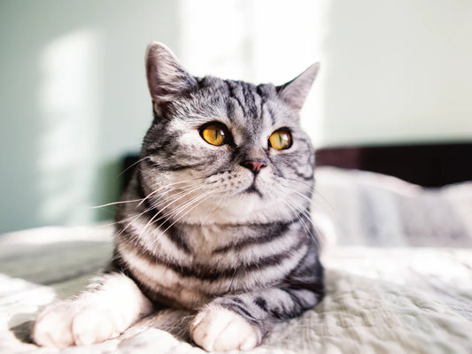 The Complete Guide to Cat Healthcare: Keeping Your Feline Friend Happy & Healthy