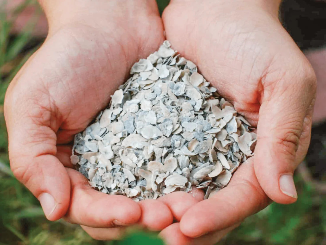 The Role of Grit and Calcium in a Poultry’s Diet