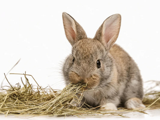 The Ultimate Hay Guide for Small Animals