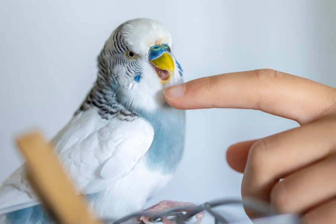 When and How to Use Supplements for Cage and Aviary Birds