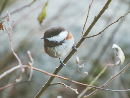 Wildlife and Winter: Creating a Safe Haven in Cold Weather
