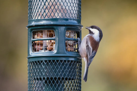 How to Attract Specific Bird Species with the Right Foods, Seeds, and Suets